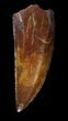 , Top Quality, Serrated Raptor Tooth - Morocco #36312-1